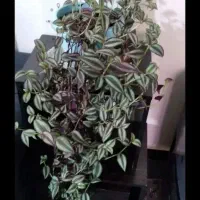 حراج گل (زیباشهر)|گل و گیاه طبیعی|محمدیه-قزوین, |دیوار