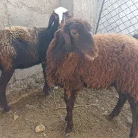 بز بزغاله دار و توقلی ماده|حیوانات مزرعه|سیمین شهر, |دیوار