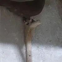 کبوتر کفتر پلاکی