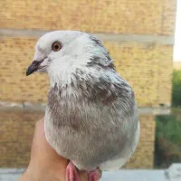 کبوتر رفتنی