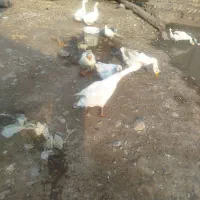 فروش غازمحلی وقوغاز اوکراینی|حیوانات مزرعه|فاضل آباد, |دیوار