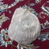 فسیل صدف قدیمی عتیقه و کمیاب