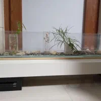 آکواریوم|ماهیگیری|مشهد, فلسطین|دیوار