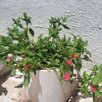 گل یخ طبیعی|گل و گیاه طبیعی|مشهد, دریادل|دیوار