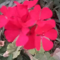 قلمه گل|گل و گیاه طبیعی|شیراز, صاحب الزمان|دیوار