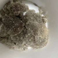 عسل بزبو وعسل طبیعی