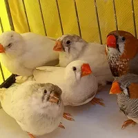 فنچ زبرا ۱۲۰ تومن