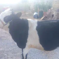 دو گوساله سیمینتال|حیوانات مزرعه|خرمآباد, |دیوار