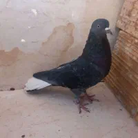 پرشی کفتر|پرنده|یزد, |دیوار