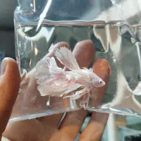 ماهی فایتر های جفت خورده و بالغ برای تکثیر