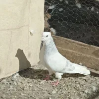 کبوتر کفتر لیلک آبی نر