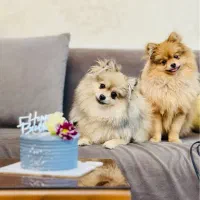 پامرین|سگ|شهرکرد, |دیوار