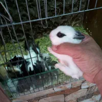 فروش انواع خرگوش مینیاتور ، لوپ ،جرسی واکسینه شده|موش و خرگوش|خرمآباد, |دیوار