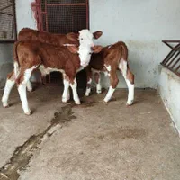 فروشگوساله بافاکتور و مجوز قانونی|حیوانات مزرعه|بندر ترکمن, |دیوار