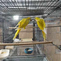 جفت راهب زرد بالغ و جفت ردچیک بالغ