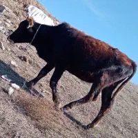 گوساله ماده گوشتی|حیوانات مزرعه|قشلاق دشت, |دیوار