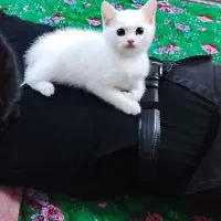 واگذاری بچه گربه