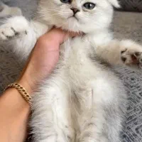 گربه های شجره خالص|گربه|شیراز, ستارخان|دیوار