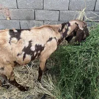 فروش چند راس بز دورگه|حیوانات مزرعه|کرمان, |دیوار