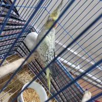 عروس هلندی مرواریدی ماده|پرنده|سجاس رود, |دیوار