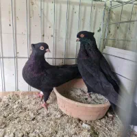 سرخ زاغ آبادانی|پرنده|شهرضا, |دیوار