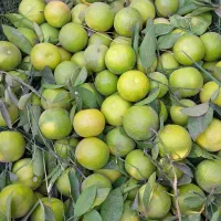 خرید مرکبات پرتقال لیمو نارنگی