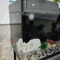 ماهی|ماهی|قم, حکمت شمالی|دیوار