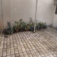 گل کاکتوس