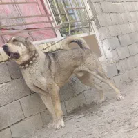 سگ الابا ادمی سخت