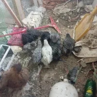 برهما کوکو بلک بلووامرک وابریشمی