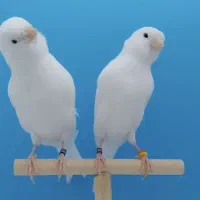 قناری وایت فکتور ماده|پرنده|بردسیر, |دیوار