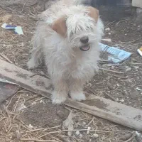 سگ پاکوتاه