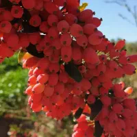 پیش فروش نهال زرشک