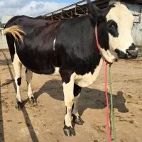 تلیسه سیمینتال بی شاخ نزدیک زایمان