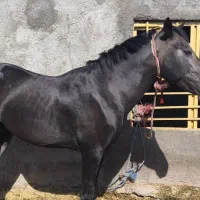 کره نریان دره شوری اصل