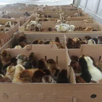 جوجه محلی گلپایگان|حیوانات مزرعه|لاهیجان, کوی خزر|دیوار