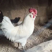 خروس سفید ریشی پا سیاه 850 ت|حیوانات مزرعه|خورموج, |دیوار