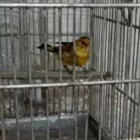 سره دهندار دهن سبک ایوب رحمتی ول ول گاله دار|پرنده|تهران, بوستان سرخه حصار|دیوار