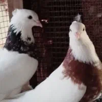 فروش جوجه کفتر طوقی|پرنده|قلعه قاضی, |دیوار