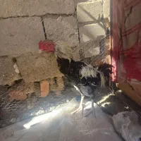 گوشت معاوضه با مرغ عشق ضمانتی|خوردنی و آشامیدنی|ایرانشهر, |دیوار