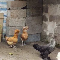 مرغ و خروس لهستانی سلطان و برهما