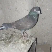 نره|پرنده|زابل, |دیوار