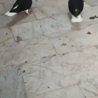 کبوتر|پرنده|اقبالیه, |دیوار