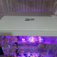 اکواریم با ماهی|ماهی|اصفهان, عمان سامانی|دیوار