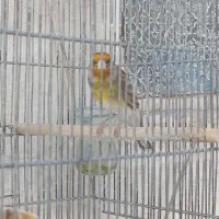 سهره قناری سیاه مست