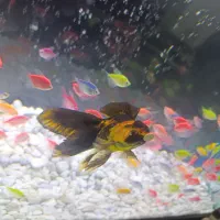 ماهی گلدفیش|ماهی|مبارکه, |دیوار