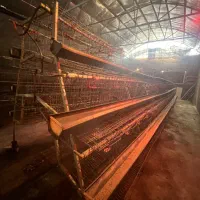 قفس منبری مرغ تخمگذار|لوازم جانبی حیوانات|ری, فیروزآباد|دیوار