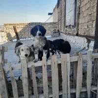 واگذاری پنج سگ پاپی