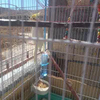 عروس هلندی|پرنده|شهرکرد, |دیوار