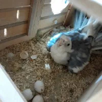 عروس هلندی البینو مولد|پرنده|نسیمشهر, |دیوار